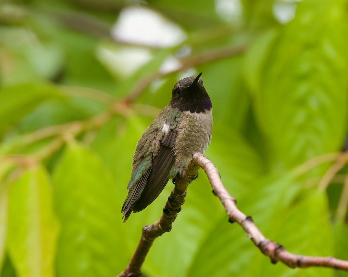 Black-chinned Hummingbird - ML619996967