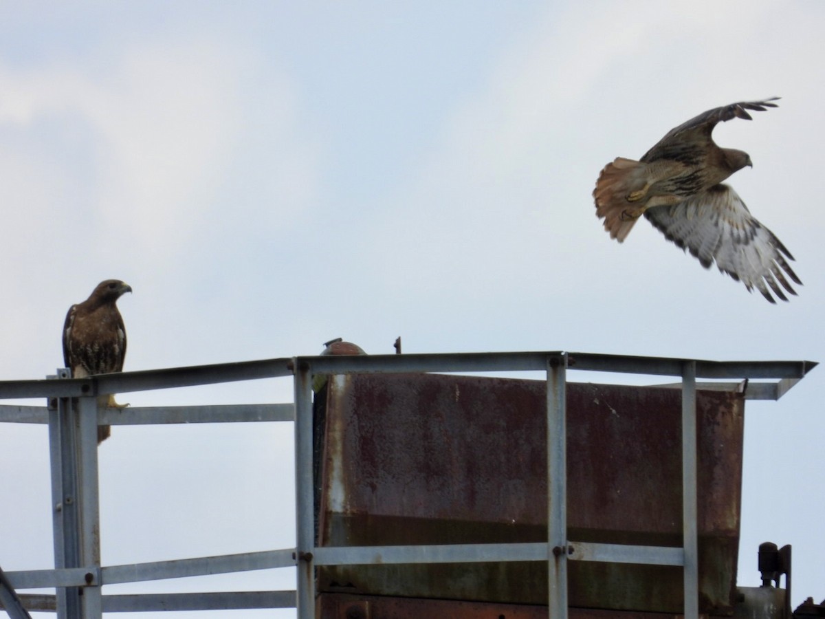 Red-tailed Hawk - Elizabeth Stakenborg