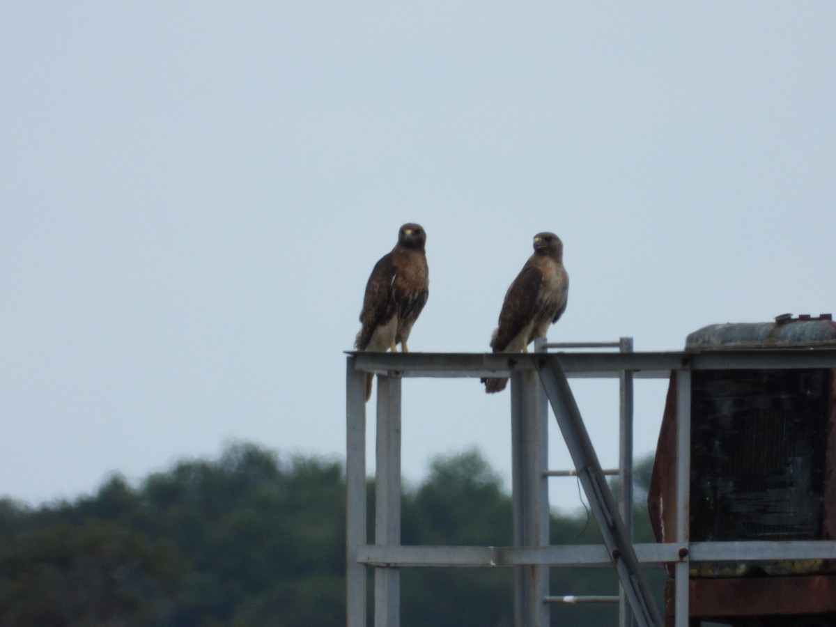 Red-tailed Hawk - ML619996983