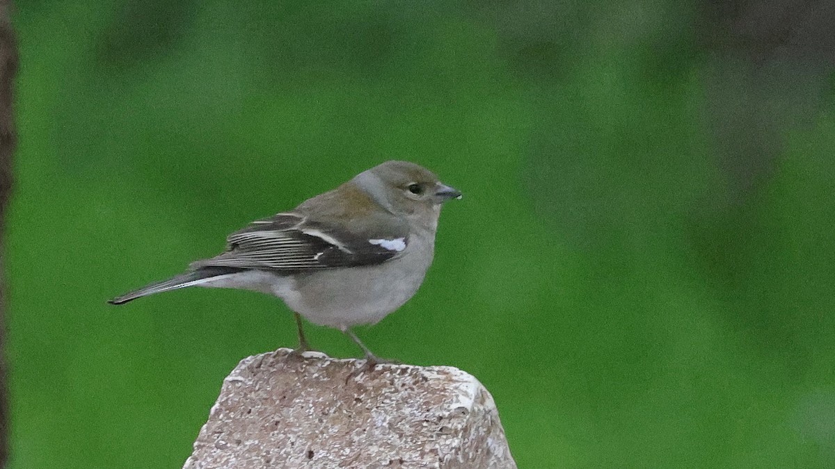 African Chaffinch - ML619996986