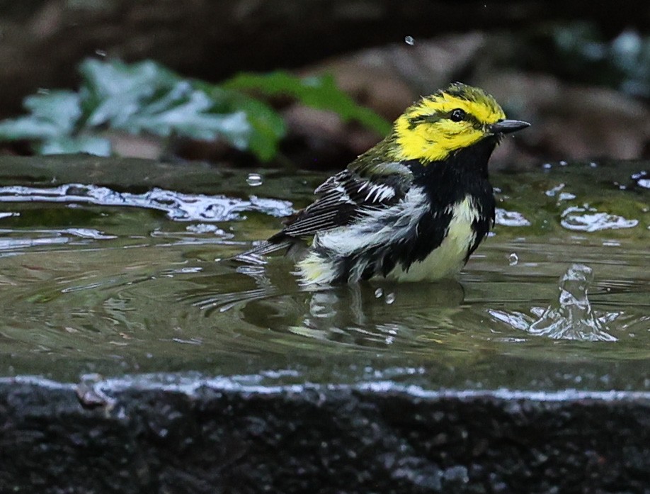 Black-throated Green Warbler - ML619996996