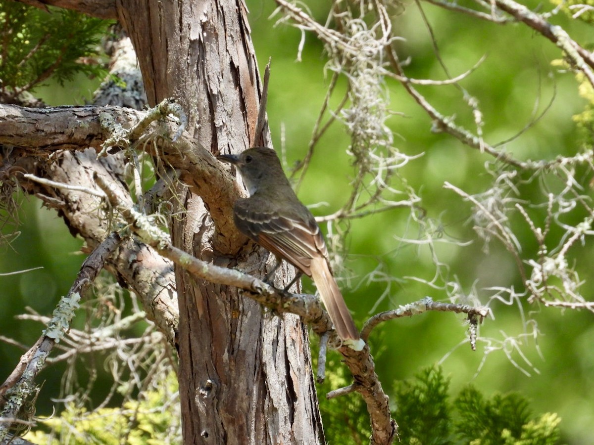 Great Crested Flycatcher - ML619996999