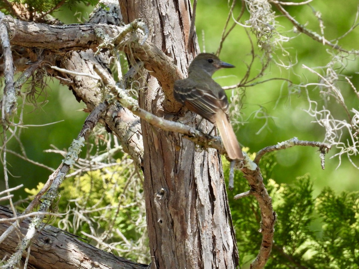 Great Crested Flycatcher - ML619997000