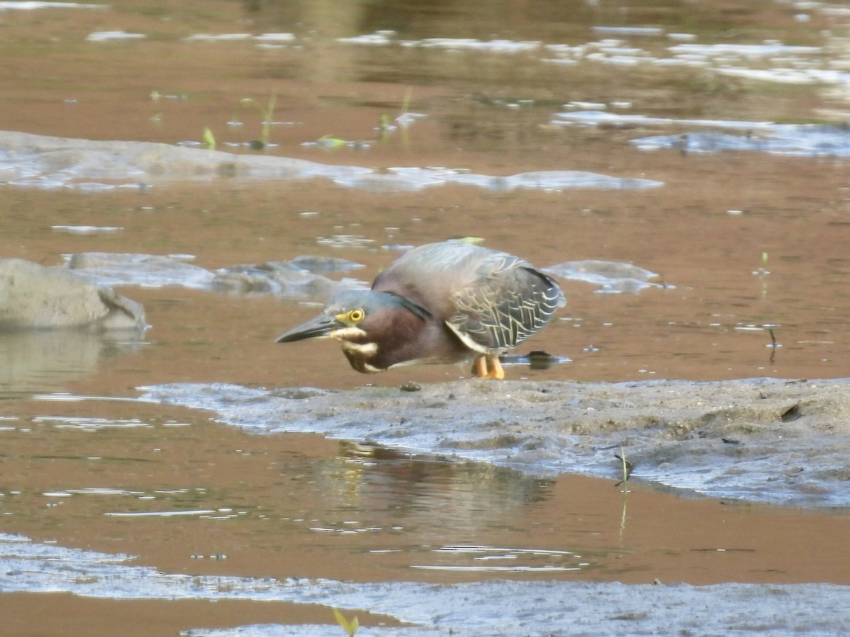 Green Heron - ML619997011