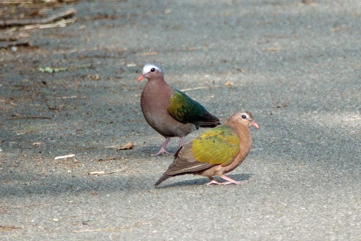 holub zelenokřídlý - ML619997014