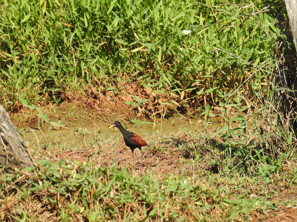 Wattled Jacana - ML619997036