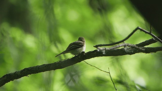 Acadian Flycatcher - ML619997061