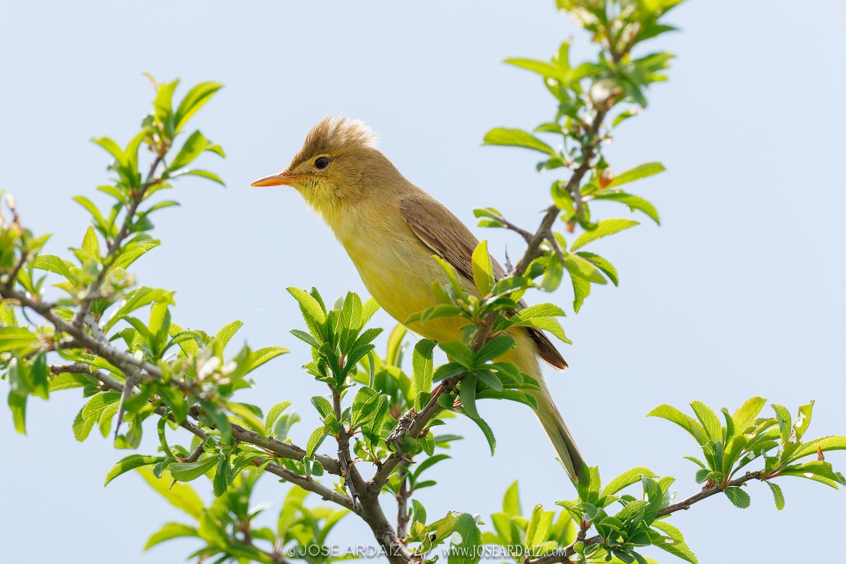 Melodious Warbler - ML619997063