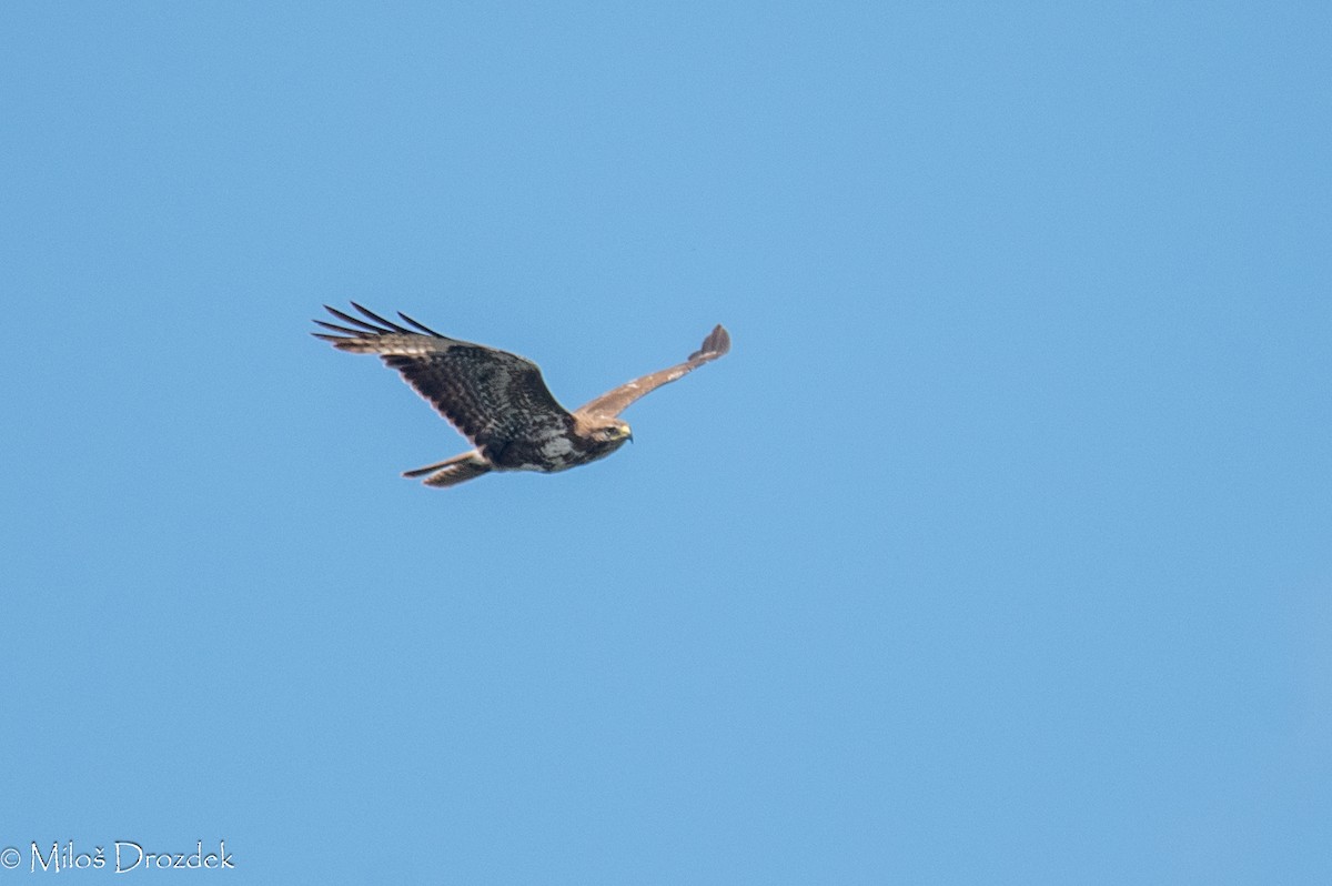 Common Buzzard - ML619997064