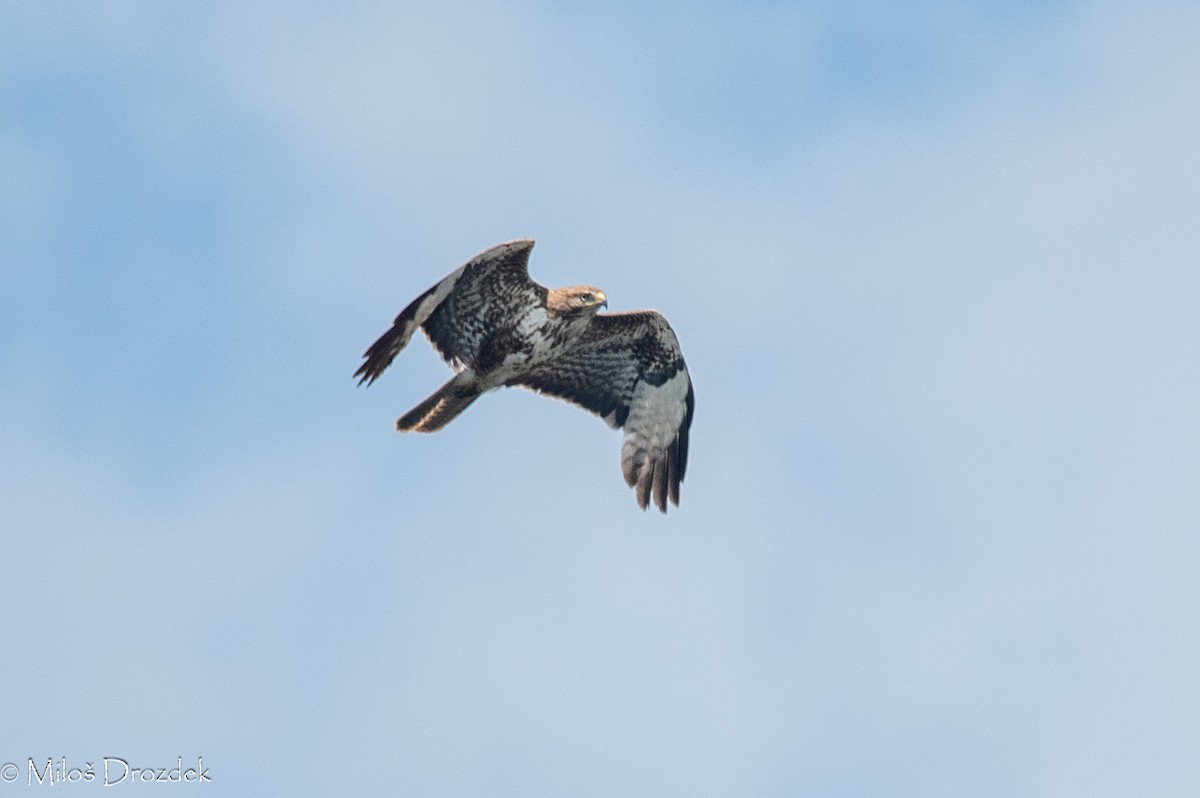 Common Buzzard - ML619997065