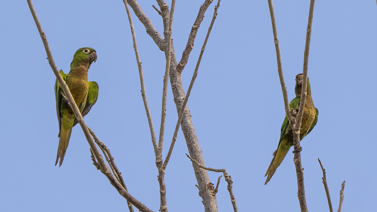 Olive-throated Parakeet - ML619997075