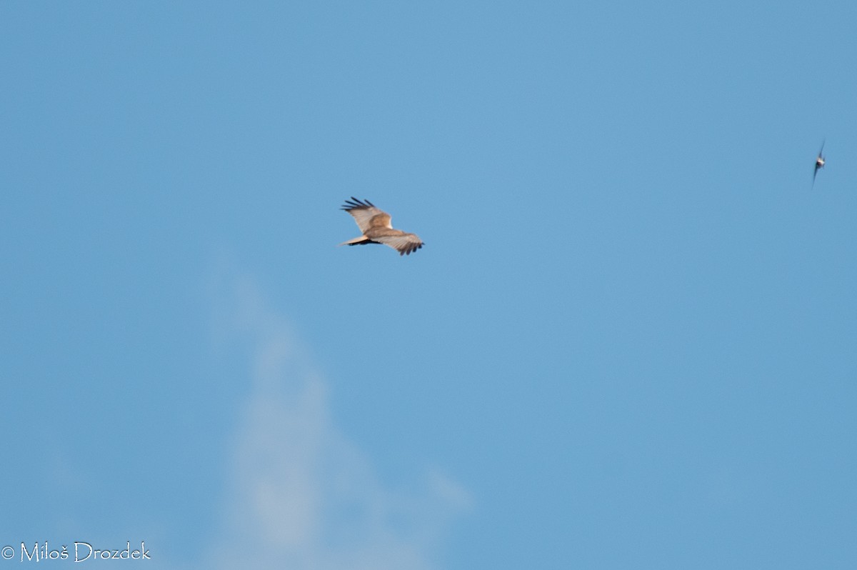 Western Marsh Harrier - ML619997080