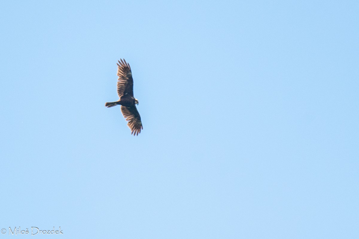 Western Marsh Harrier - ML619997082