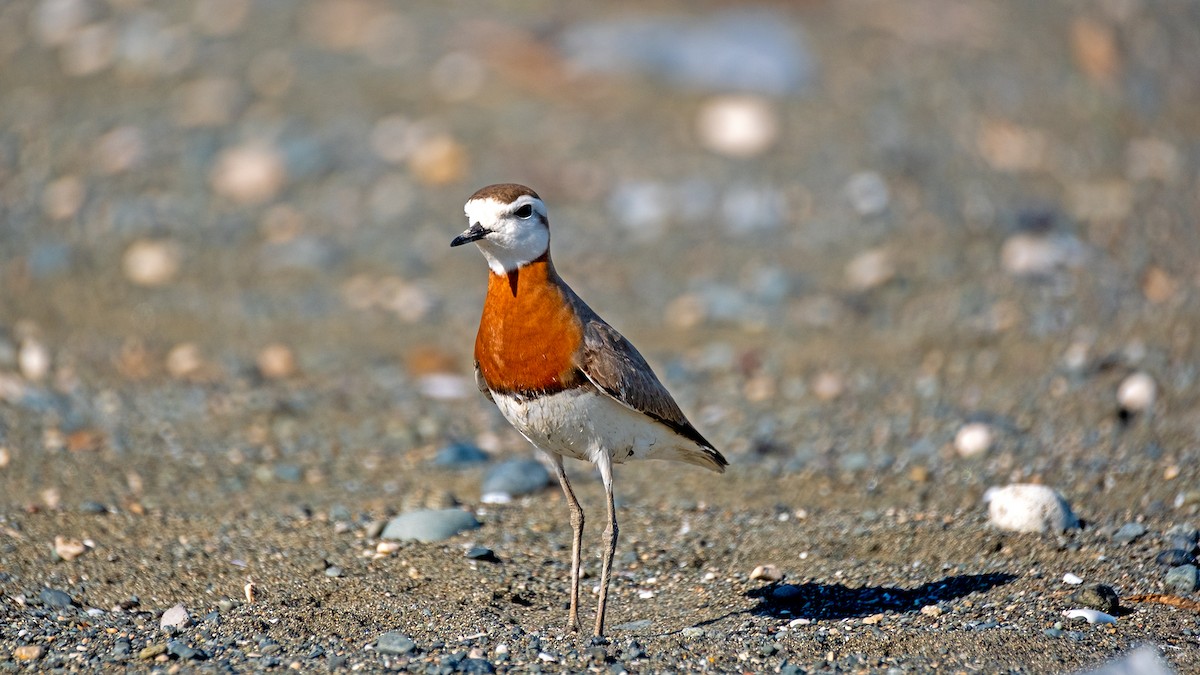 Caspian Plover - Elmas Özdoğan