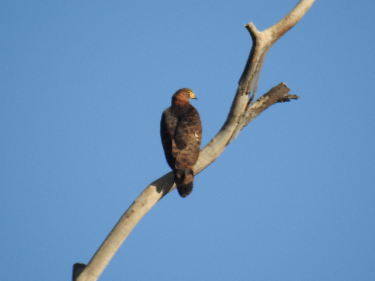 Gray-headed Kite - ML619997085