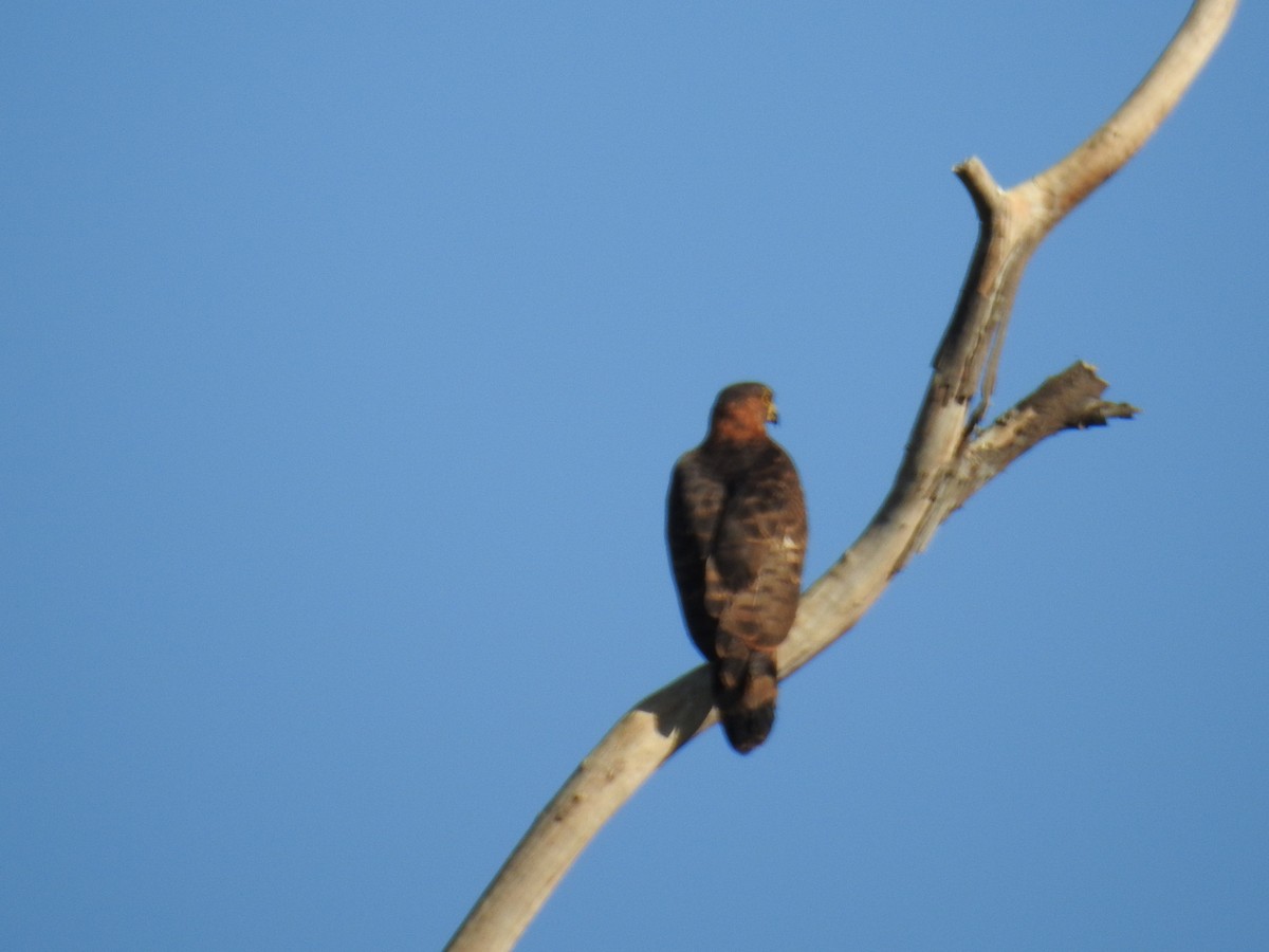 Gray-headed Kite - ML619997086