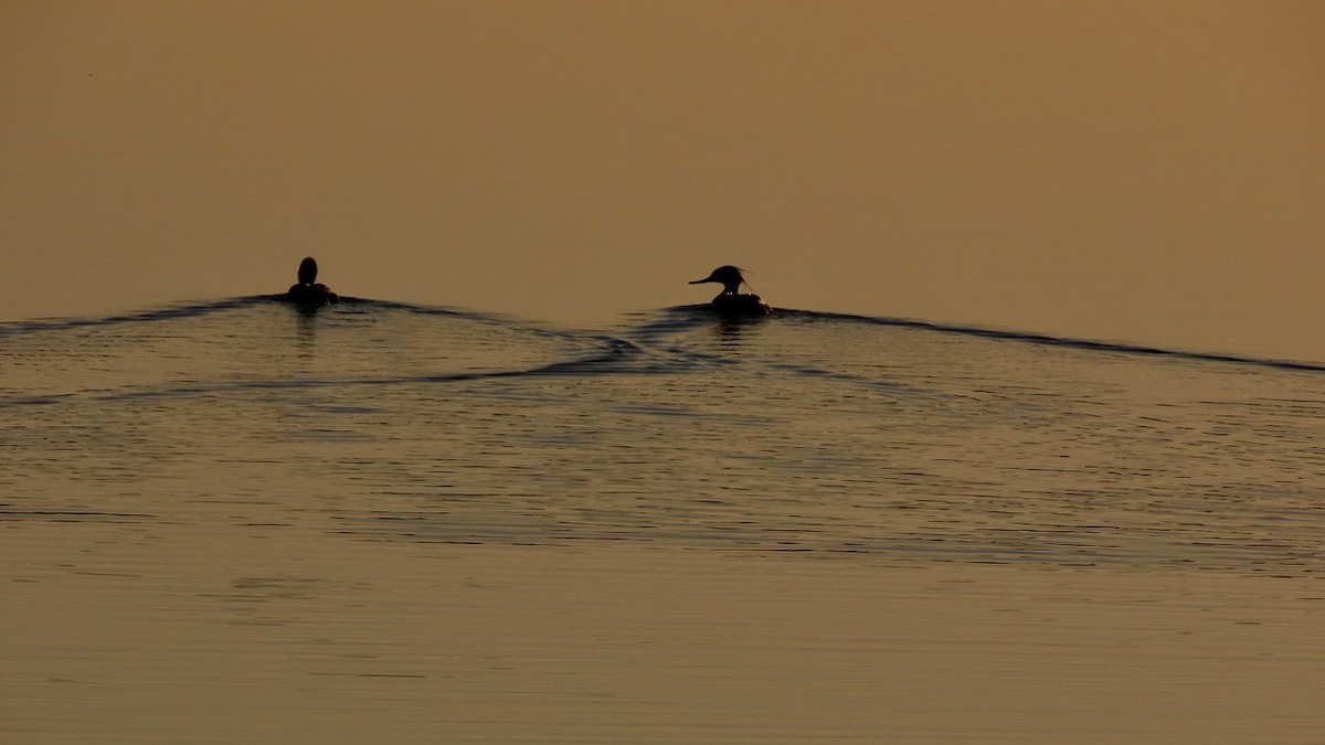 Red-breasted Merganser - ML619997094