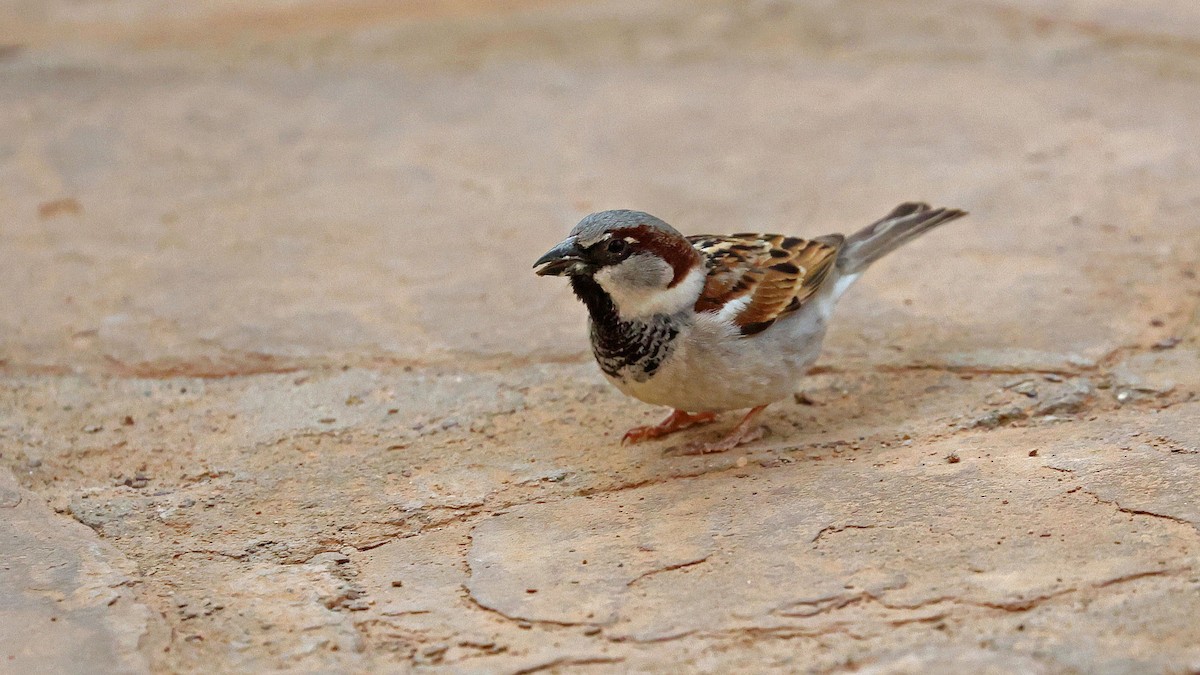 House Sparrow - ML619997099