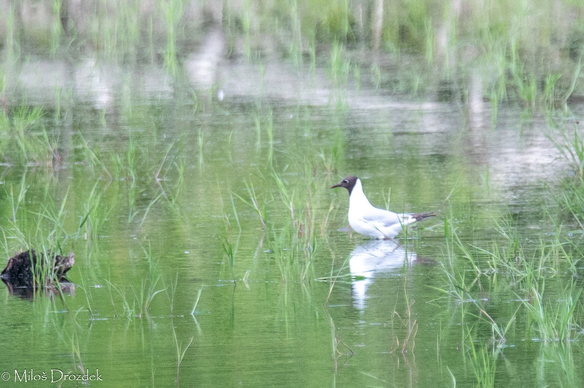 Mouette rieuse - ML619997100