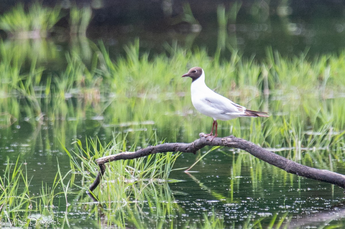 Black-headed Gull - ML619997101