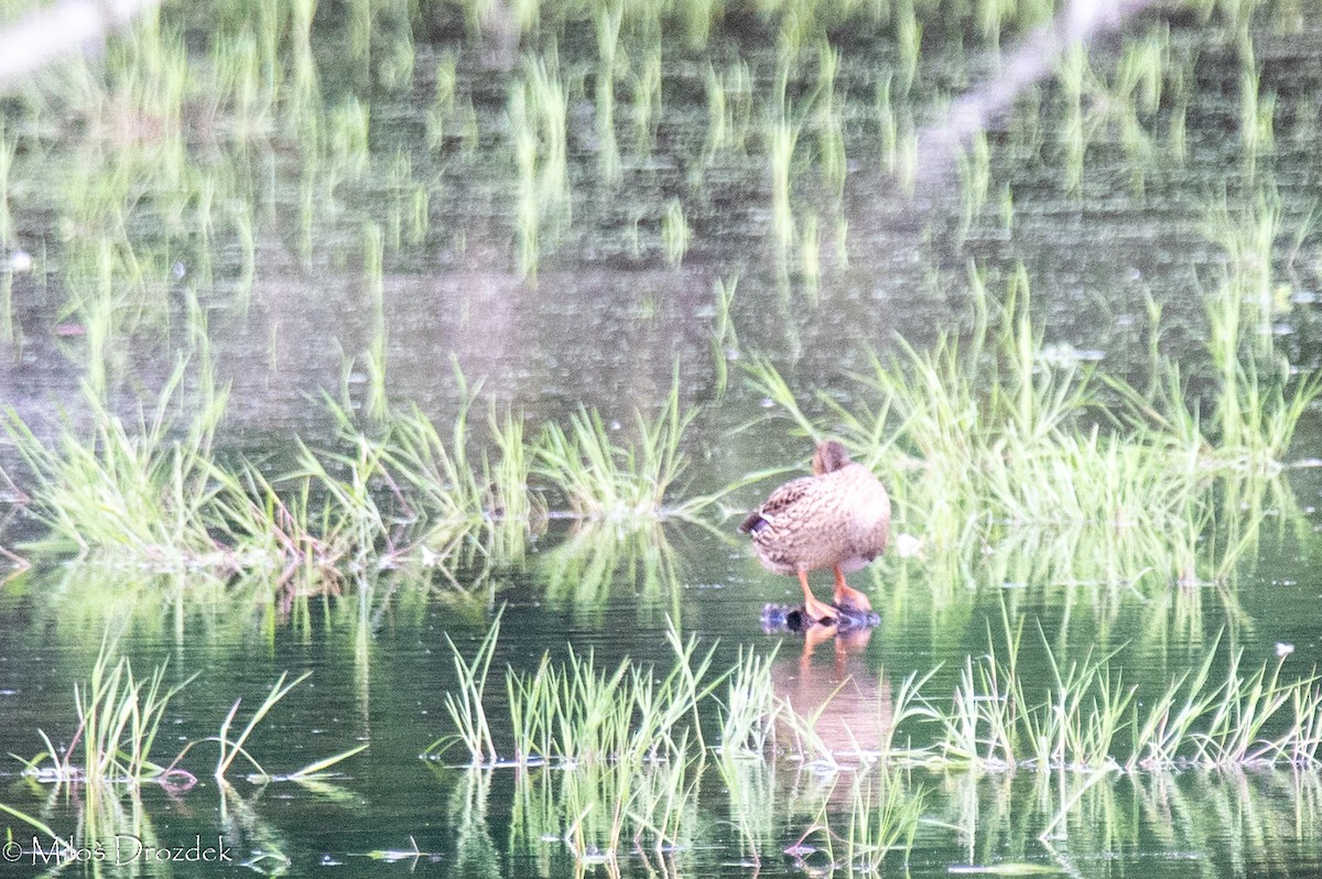 Canard colvert - ML619997105