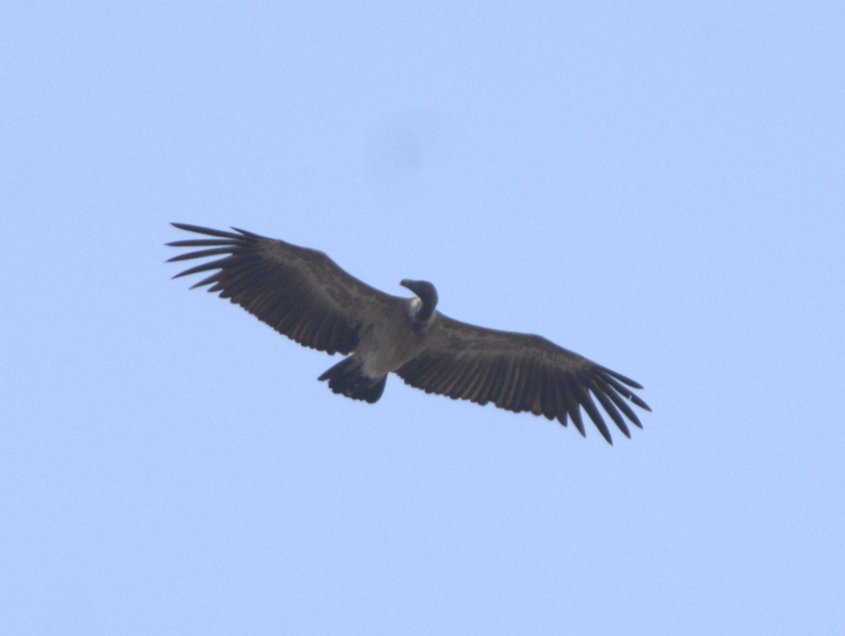 Indian Vulture - ML619997129