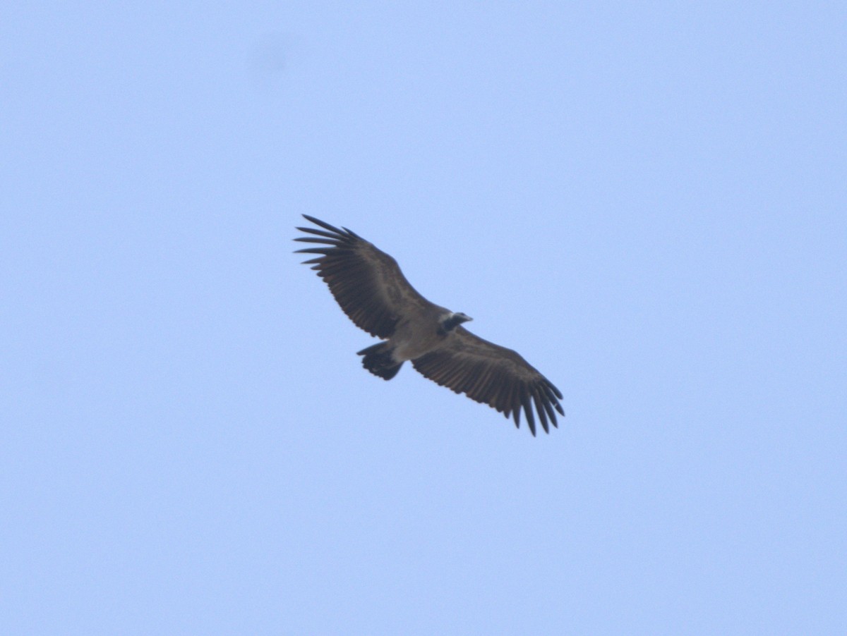 Indian Vulture - ML619997131