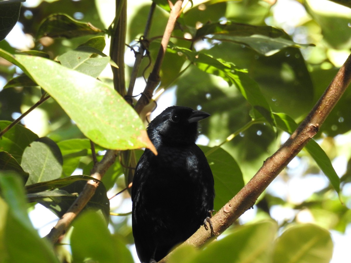 Ruby-crowned Tanager - ML619997134