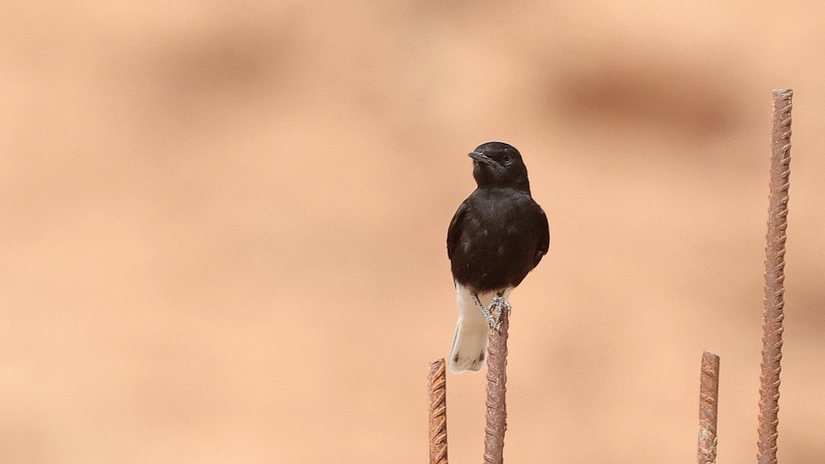 White-crowned Wheatear - ML619997136