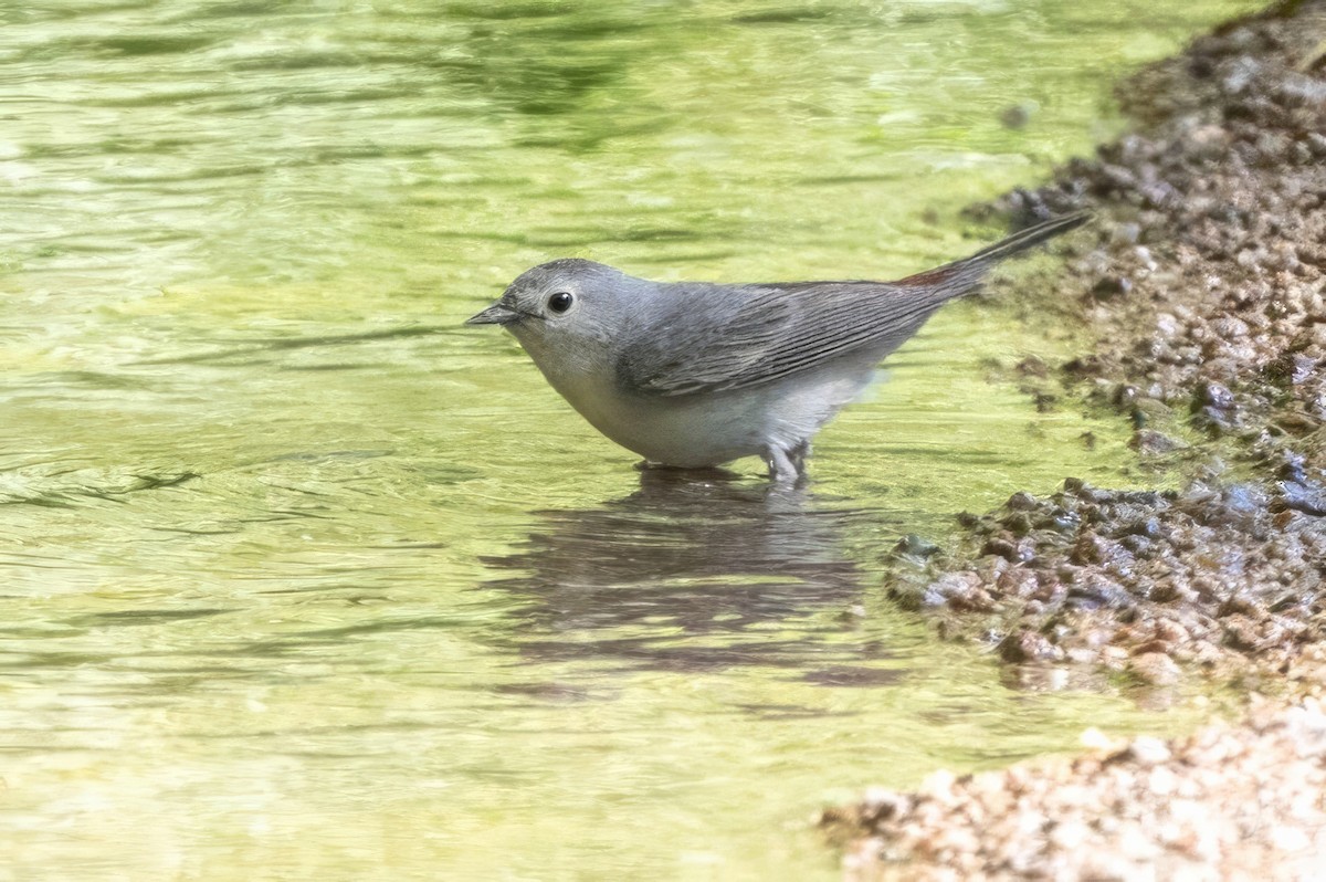 Lucy's Warbler - ML619997162