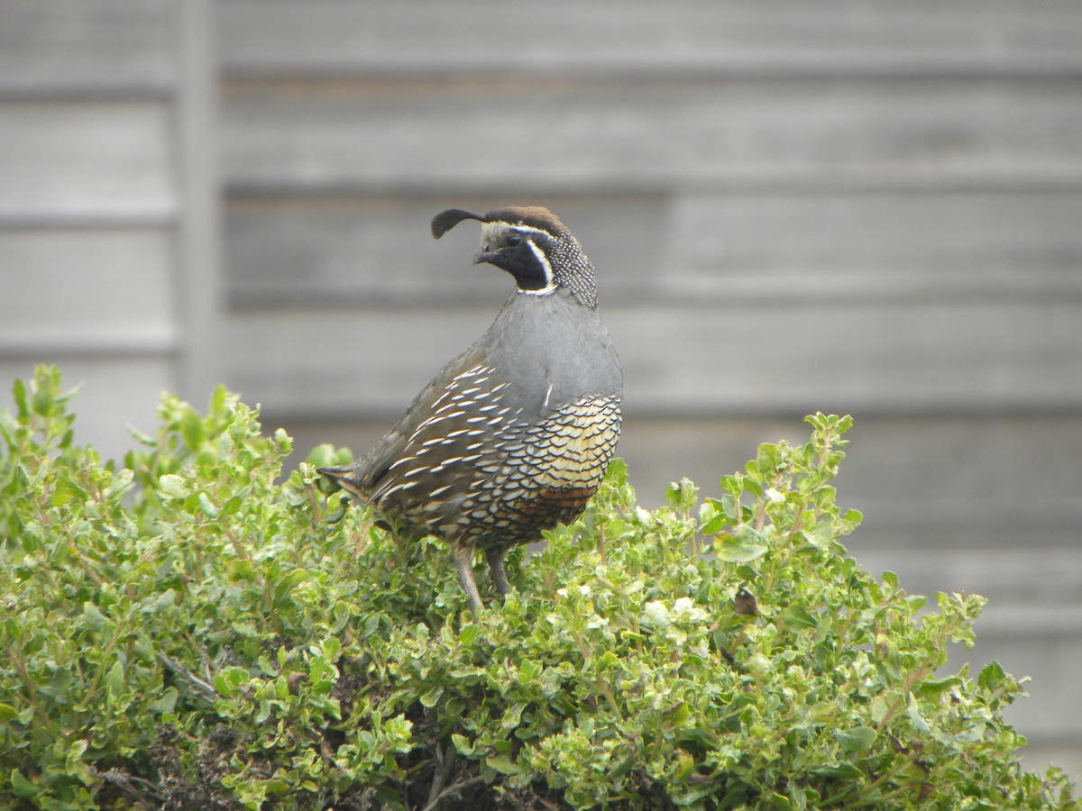 California Quail - ML619997163