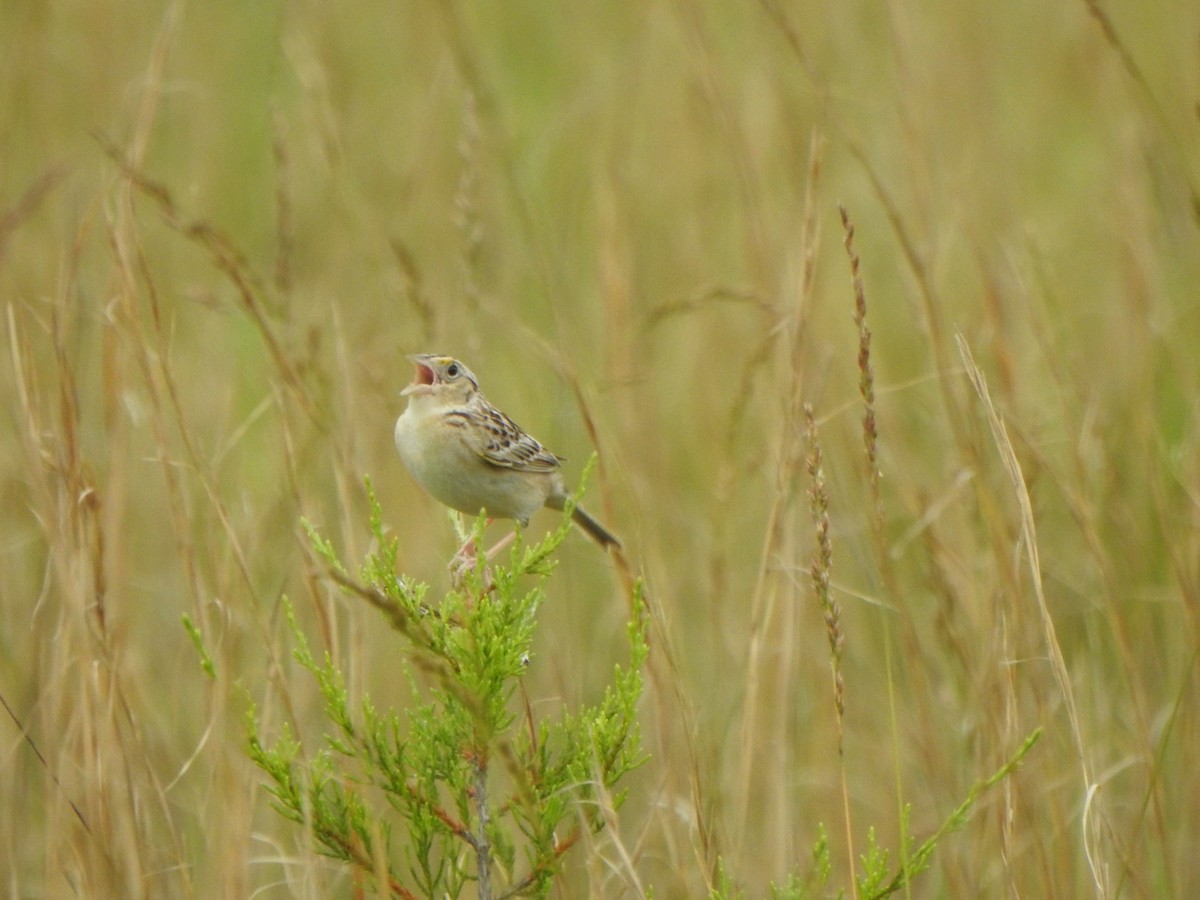Grasshopper Sparrow - ML619997190