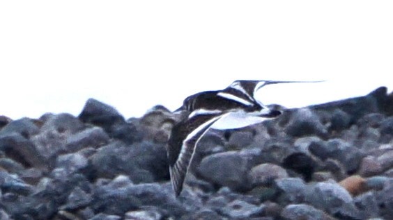 Ruddy Turnstone - ML619997195