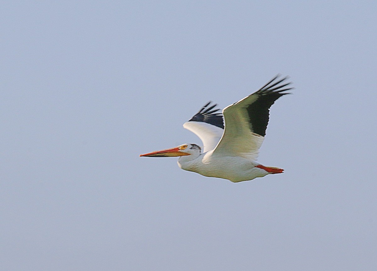 American White Pelican - ML619997204