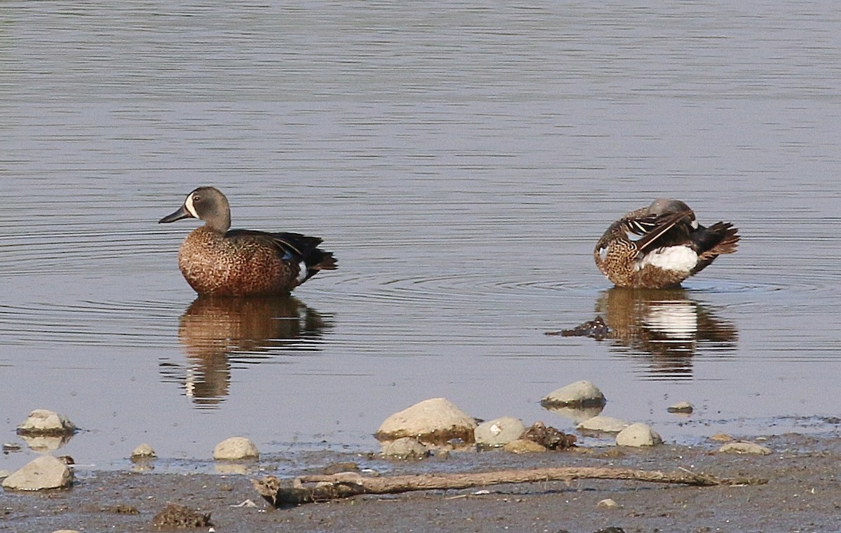 Blue-winged Teal - ML619997213