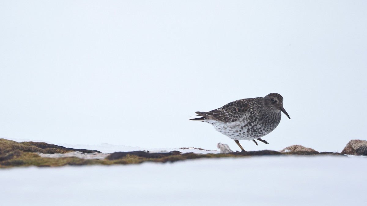 Purple Sandpiper - ML619997214