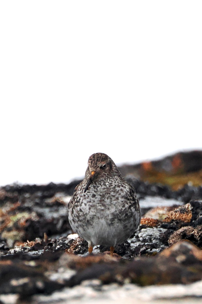 Purple Sandpiper - ML619997215
