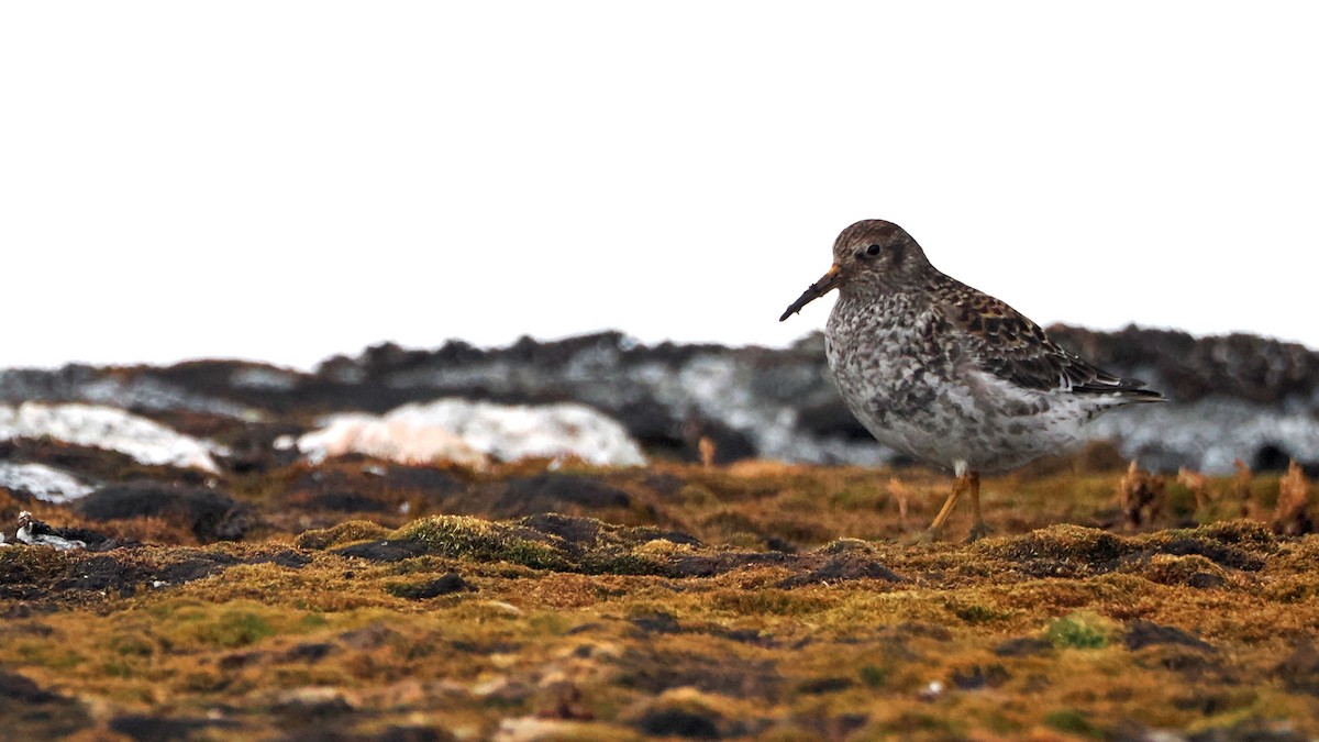 Purple Sandpiper - ML619997216