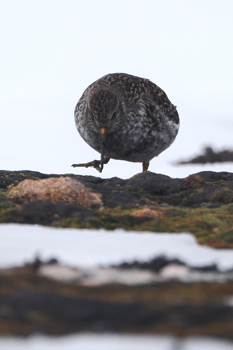 Purple Sandpiper - ML619997217