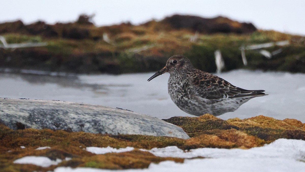 Purple Sandpiper - ML619997219