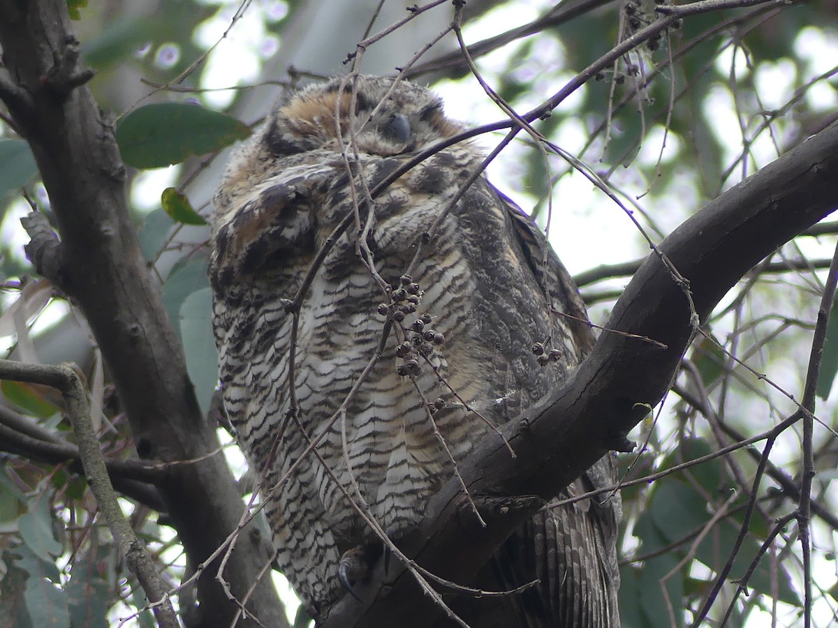 Great Horned Owl - ML619997224
