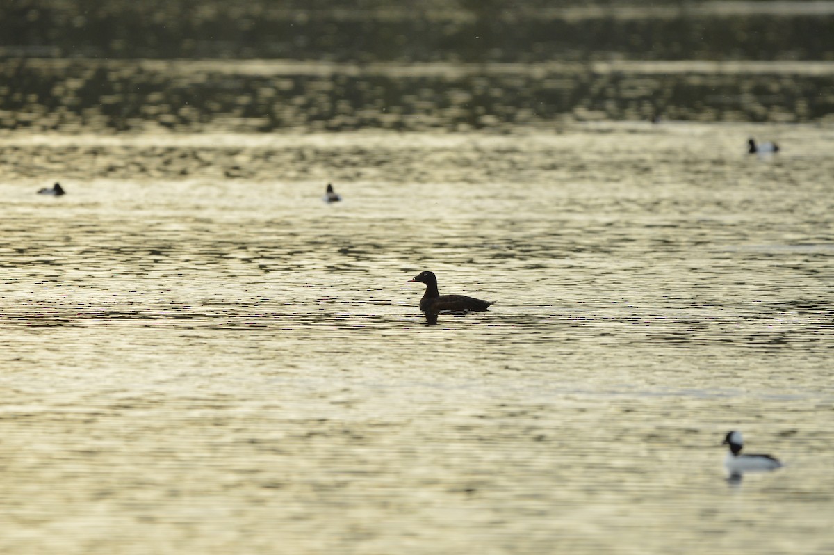 White-winged Scoter - ML619997235