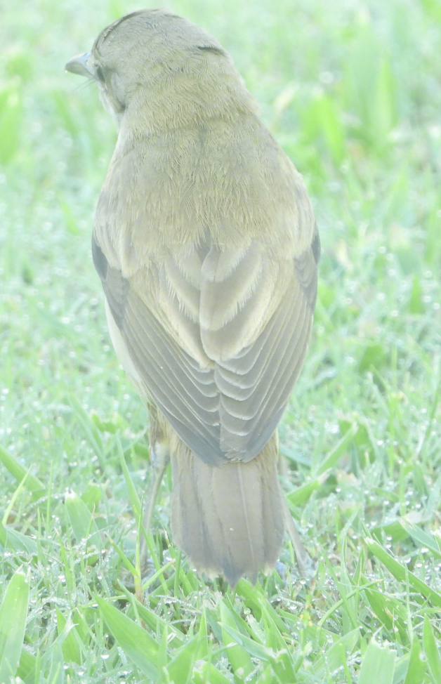 Great Reed Warbler - ML619997237