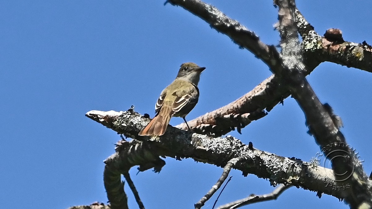 Great Crested Flycatcher - ML619997251