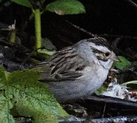 Clay-colored Sparrow - ML619997252