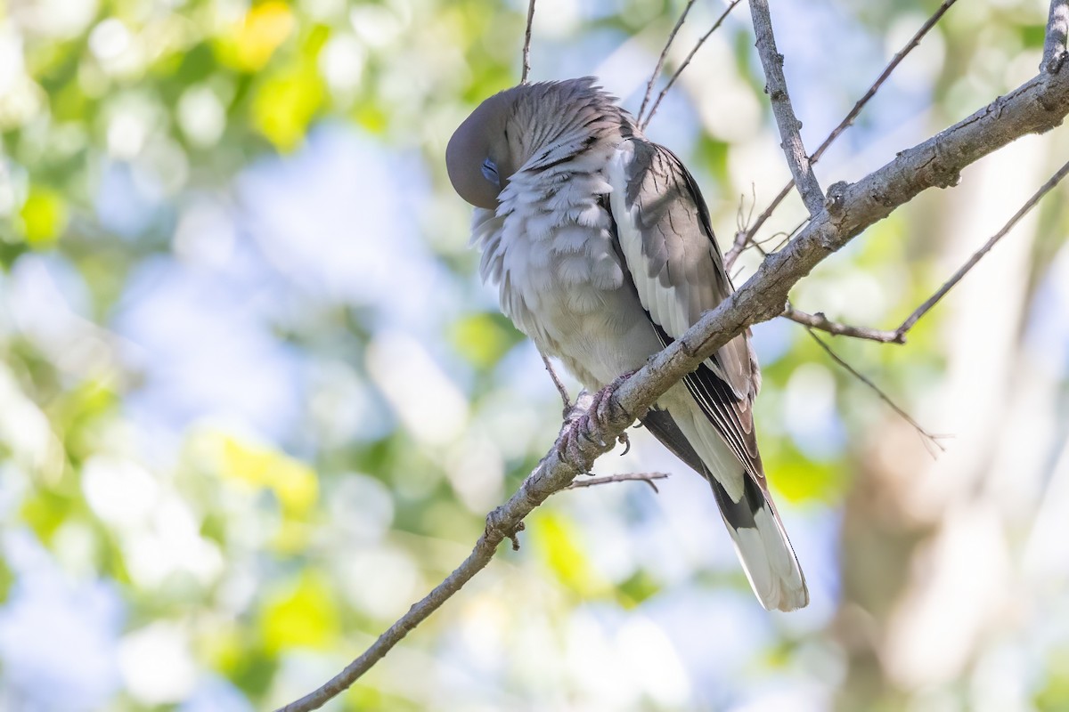 White-winged Dove - Sandy & Bob Sipe