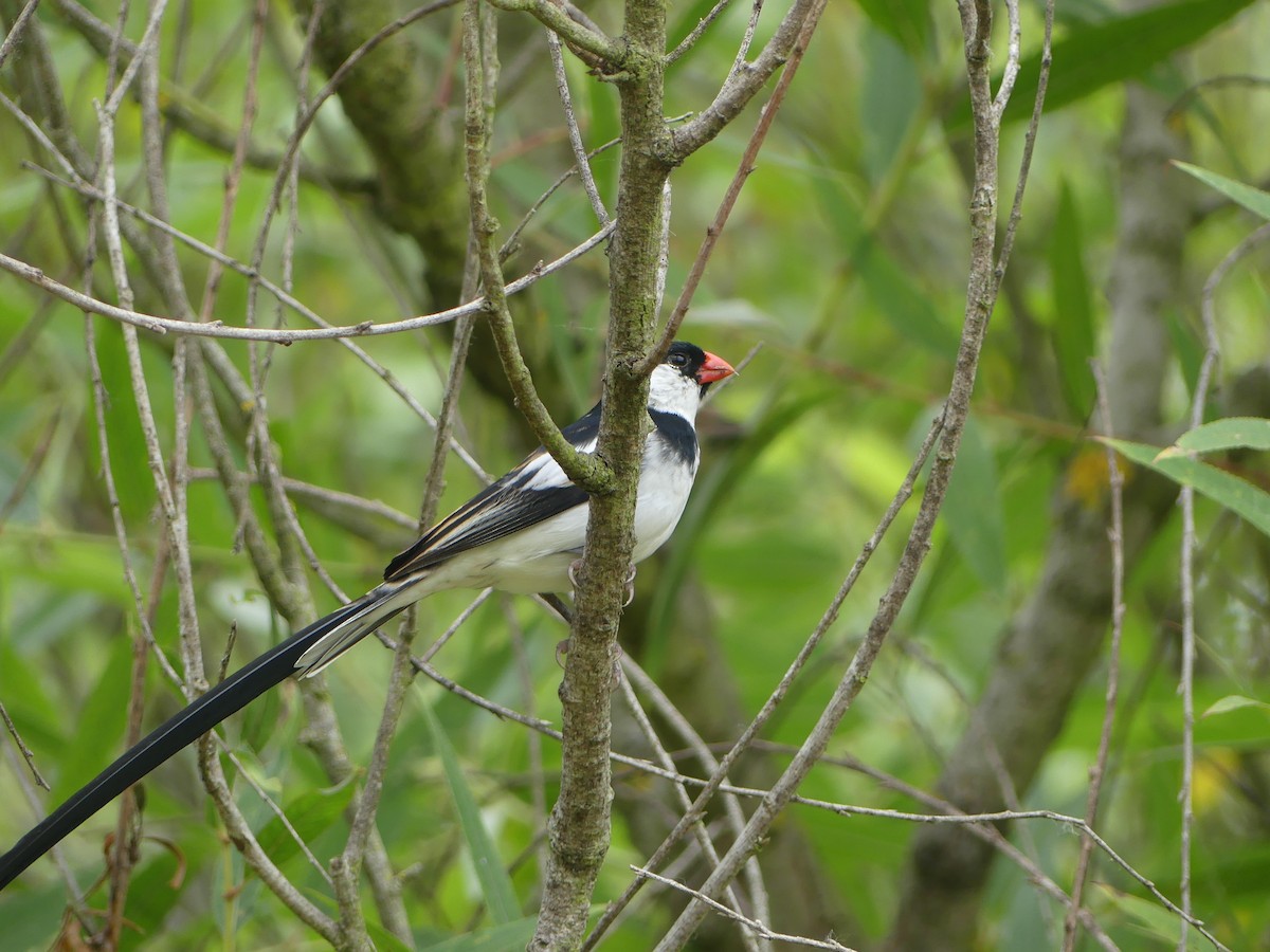 Pin-tailed Whydah - ML619997257
