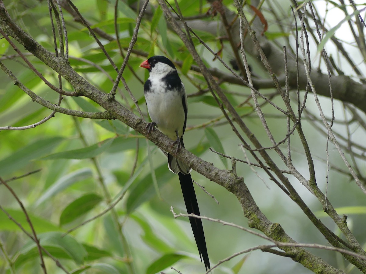 Pin-tailed Whydah - ML619997258