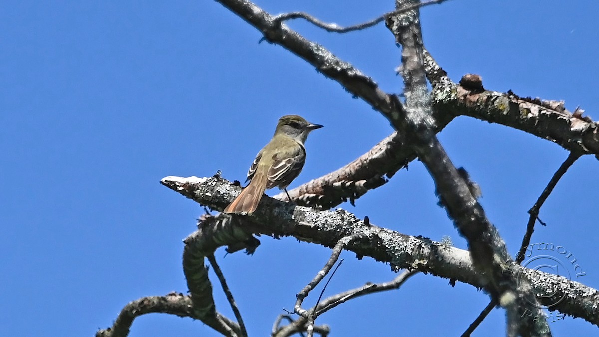 Great Crested Flycatcher - ML619997259
