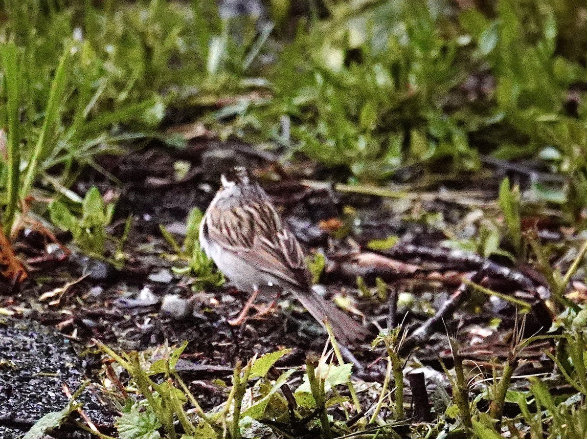 Clay-colored Sparrow - ML619997260